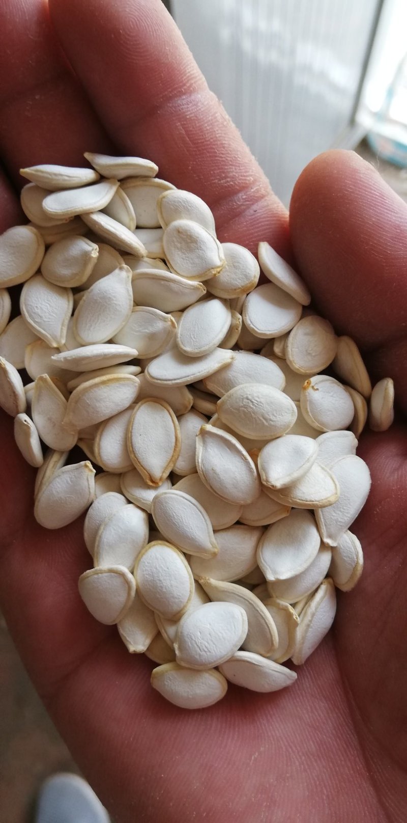 南瓜子散装生饱满度好净度好，一手货