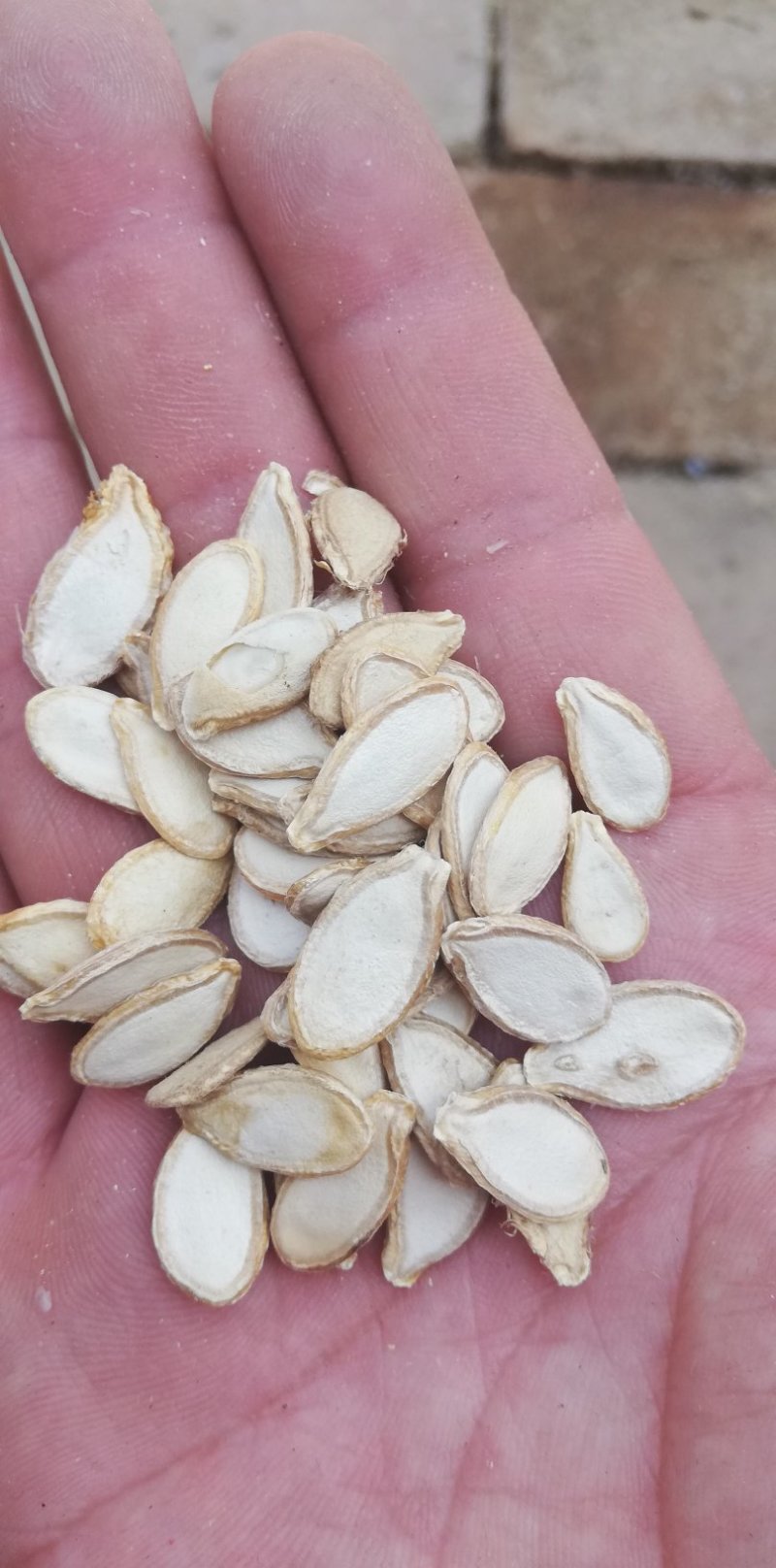 南瓜籽，散籽，籽，全年有货，欢迎咨询
