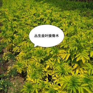 丛生金叶接骨木：绿化工程苗木