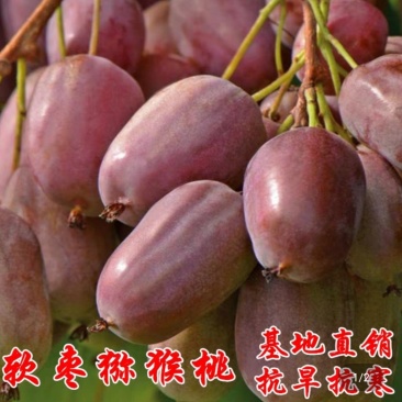 软枣猕猴桃苗，基地直销，免费送种植技术和生根粉，品种很多