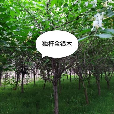 独杆金银木：乔灌木，绿化工程苗木