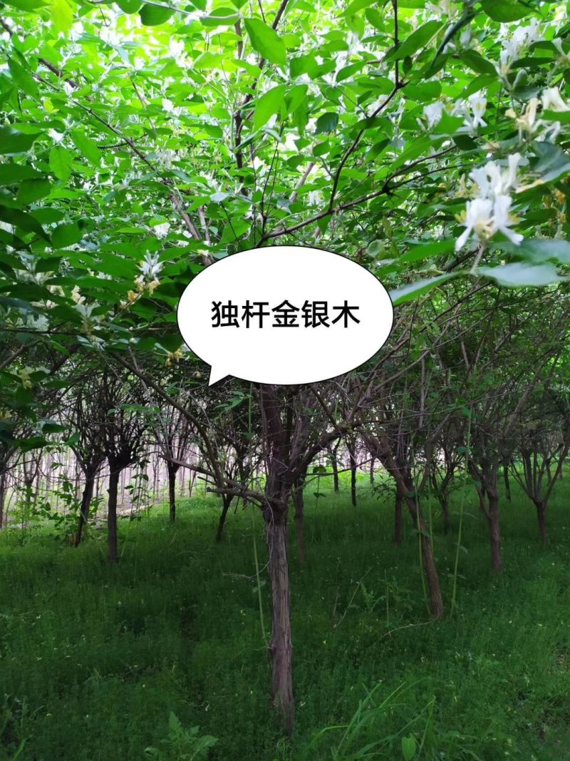 独杆金银木：乔灌木，绿化工程苗木