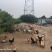 养殖场地25亩，100元每亩，3000平大棚镇江丹徒区