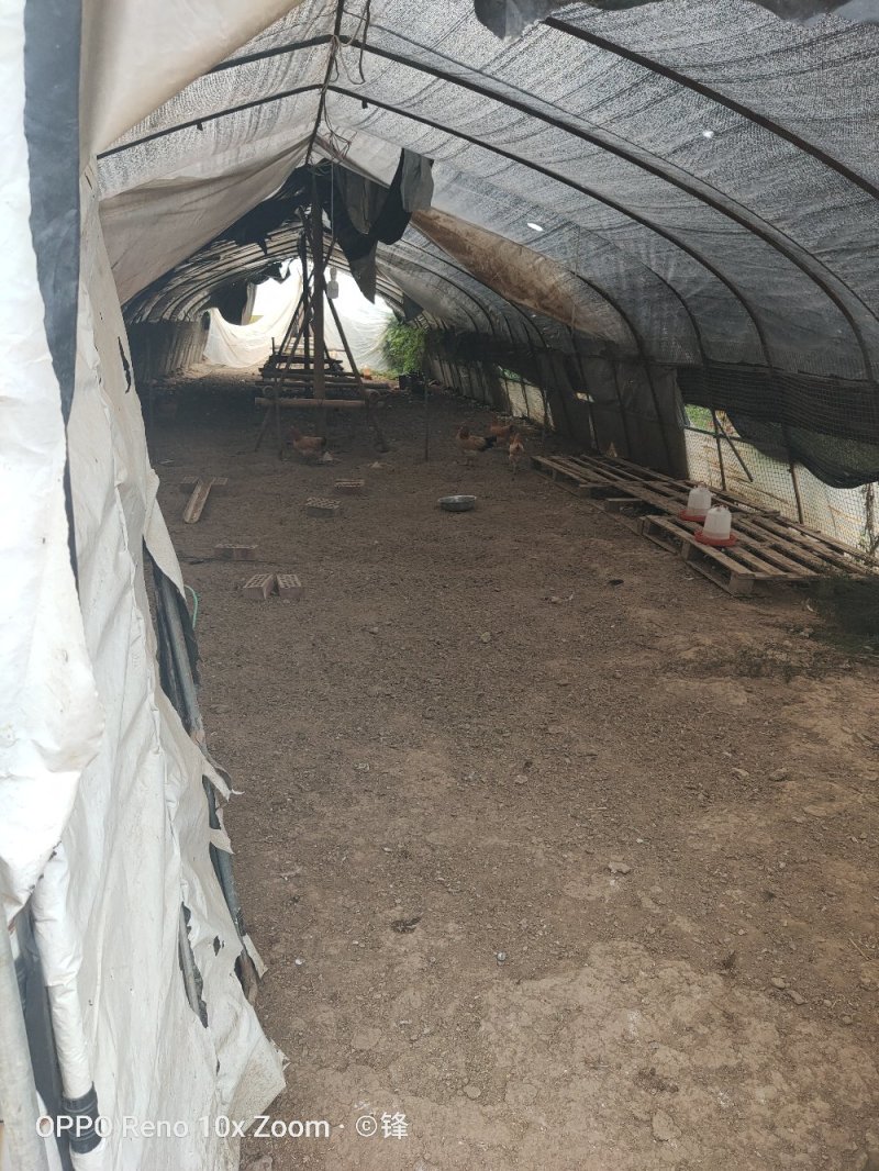 养殖场地25亩，100元每亩，3000平大棚镇江丹徒区