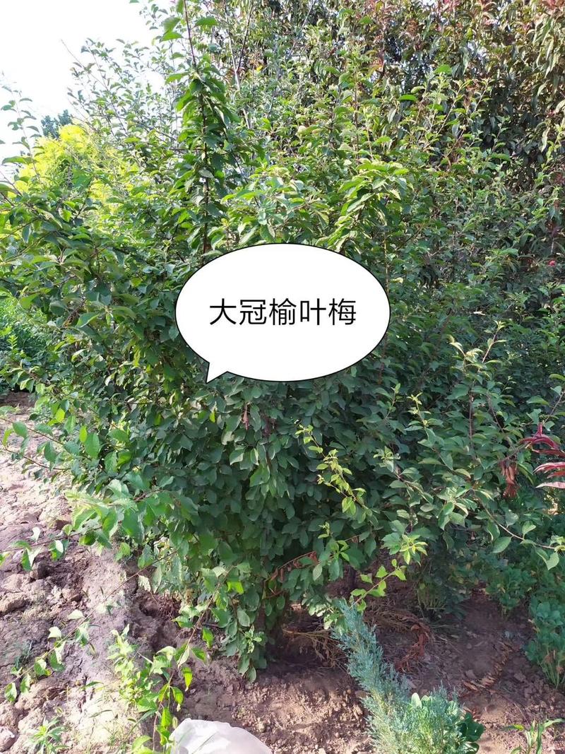 大颗榆叶梅：乔灌木，绿化工程苗木