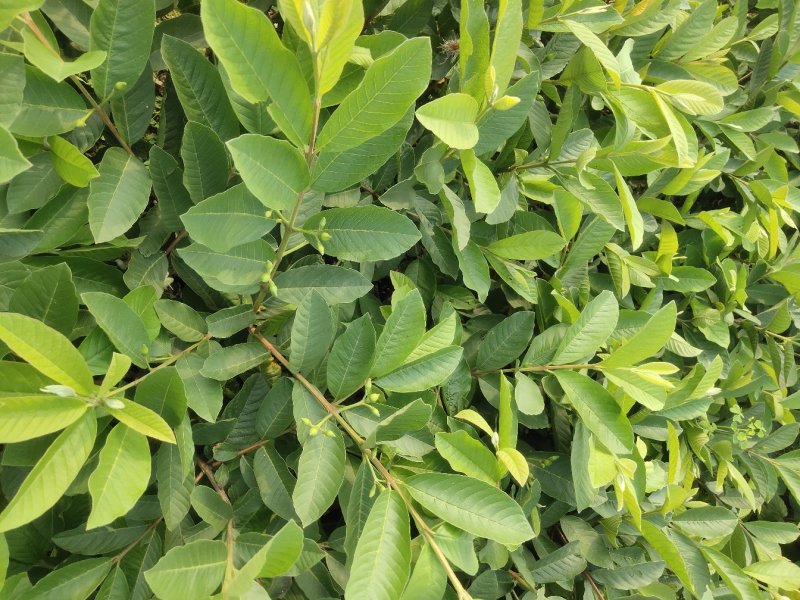 基地直供嫁接珍珠番石榴苗、西瓜芭苗/红宝石番石榴苗