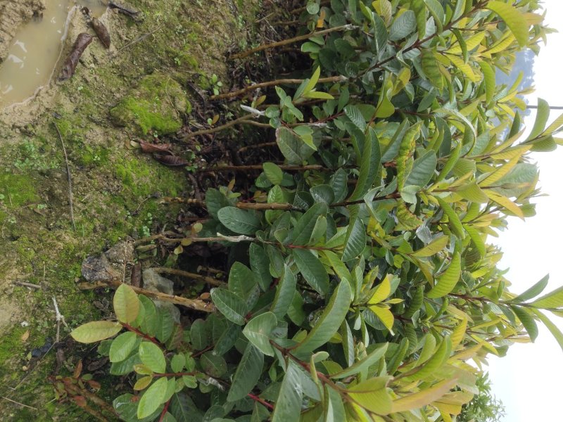 基地直供嫁接珍珠番石榴苗、西瓜芭苗/红宝石番石榴苗