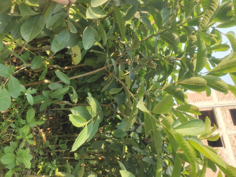基地直供嫁接珍珠番石榴苗、西瓜芭苗/红宝石番石榴苗