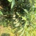 基地直供嫁接珍珠番石榴苗、西瓜芭苗/红宝石番石榴苗