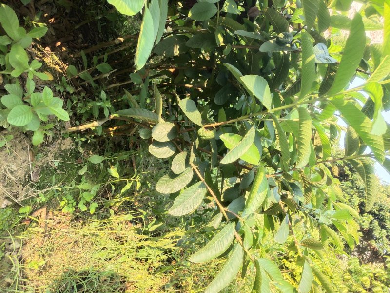 基地直供嫁接珍珠番石榴苗、西瓜芭苗/红宝石番石榴苗