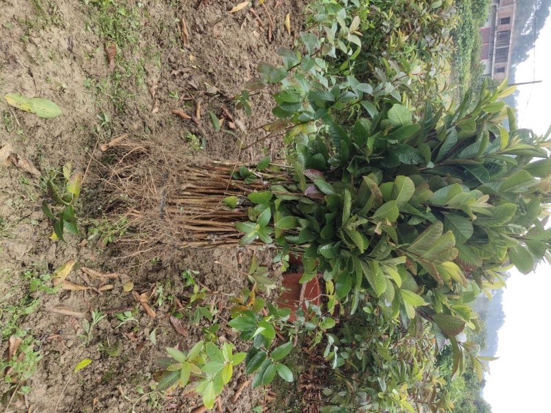 基地直供嫁接珍珠番石榴苗、西瓜芭苗/红宝石番石榴苗