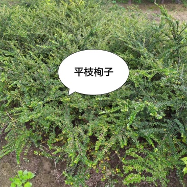 平枝栒子：乔灌木，绿化工程苗木