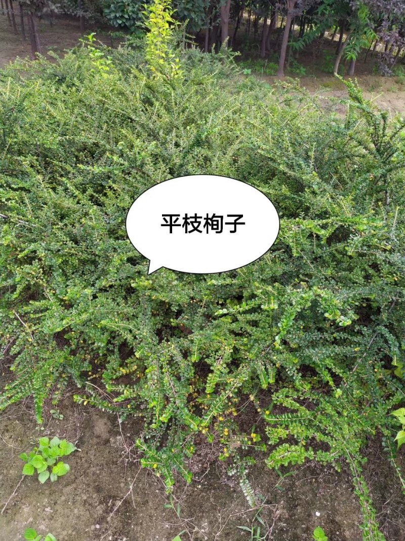 平枝栒子：乔灌木，绿化工程苗木