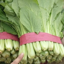 精品小白菜，无黄边，无虫眼，商超**，