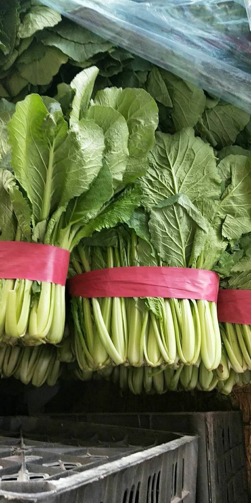 精品小白菜，无黄边，无虫眼，商超**，