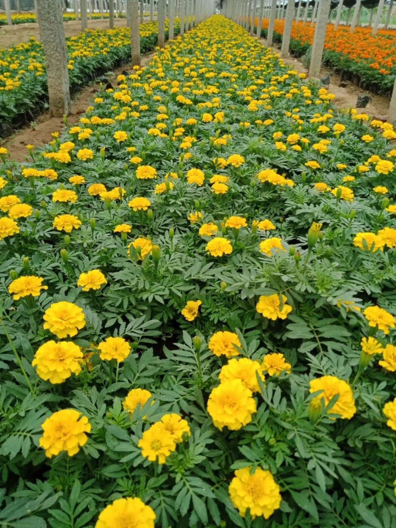 【青州花卉盆景】孔雀草大量供货产地直发支持线上交易