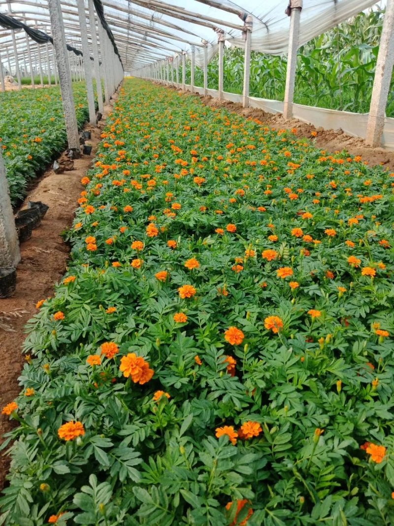 【青州花卉盆景】孔雀草大量供货产地直发支持线上交易