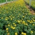 【青州花卉盆景】孔雀草大量供货产地直发支持线上交易