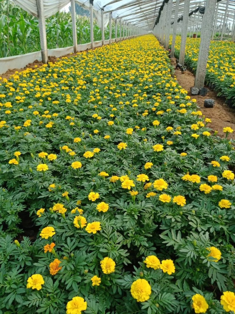 【青州花卉盆景】孔雀草大量供货产地直发支持线上交易