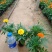 【青州花卉盆景】孔雀草大量供货产地直发支持线上交易