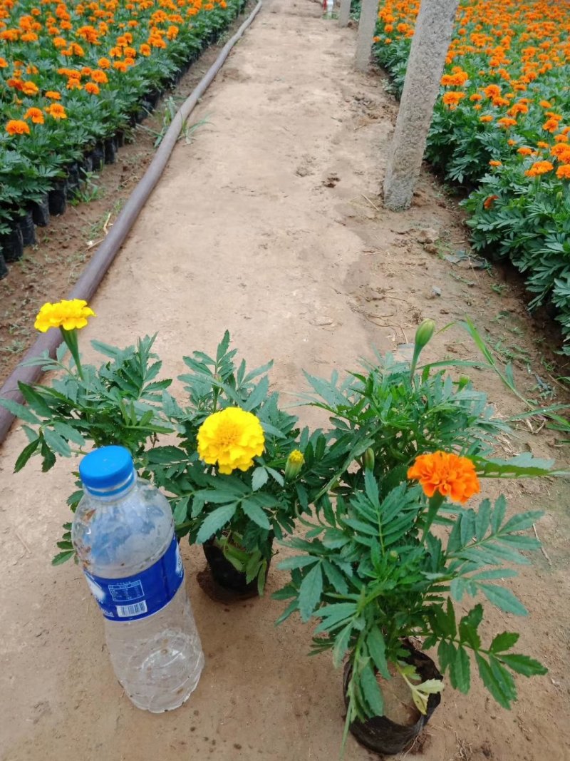 【青州花卉盆景】孔雀草大量供货产地直发支持线上交易