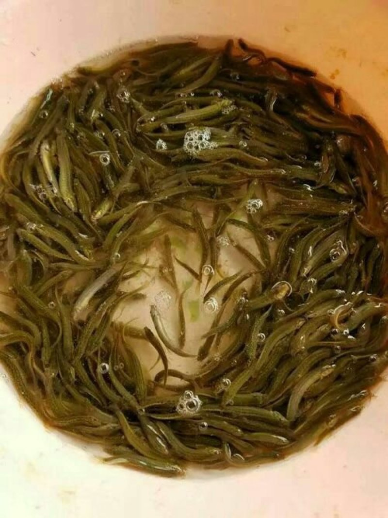 黄辣丁苗黄颡鱼黄骨鱼支持送货上门货到付款