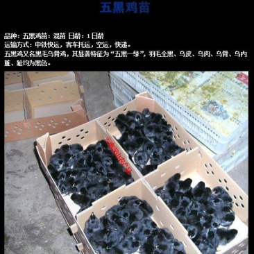 云南土鸡盐津乌骨鸡乌蒙珍禽鸡苗