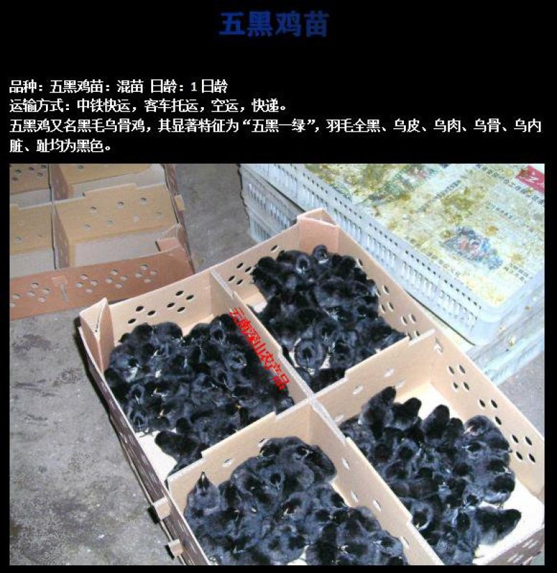 云南土鸡盐津乌骨鸡乌蒙珍禽鸡苗