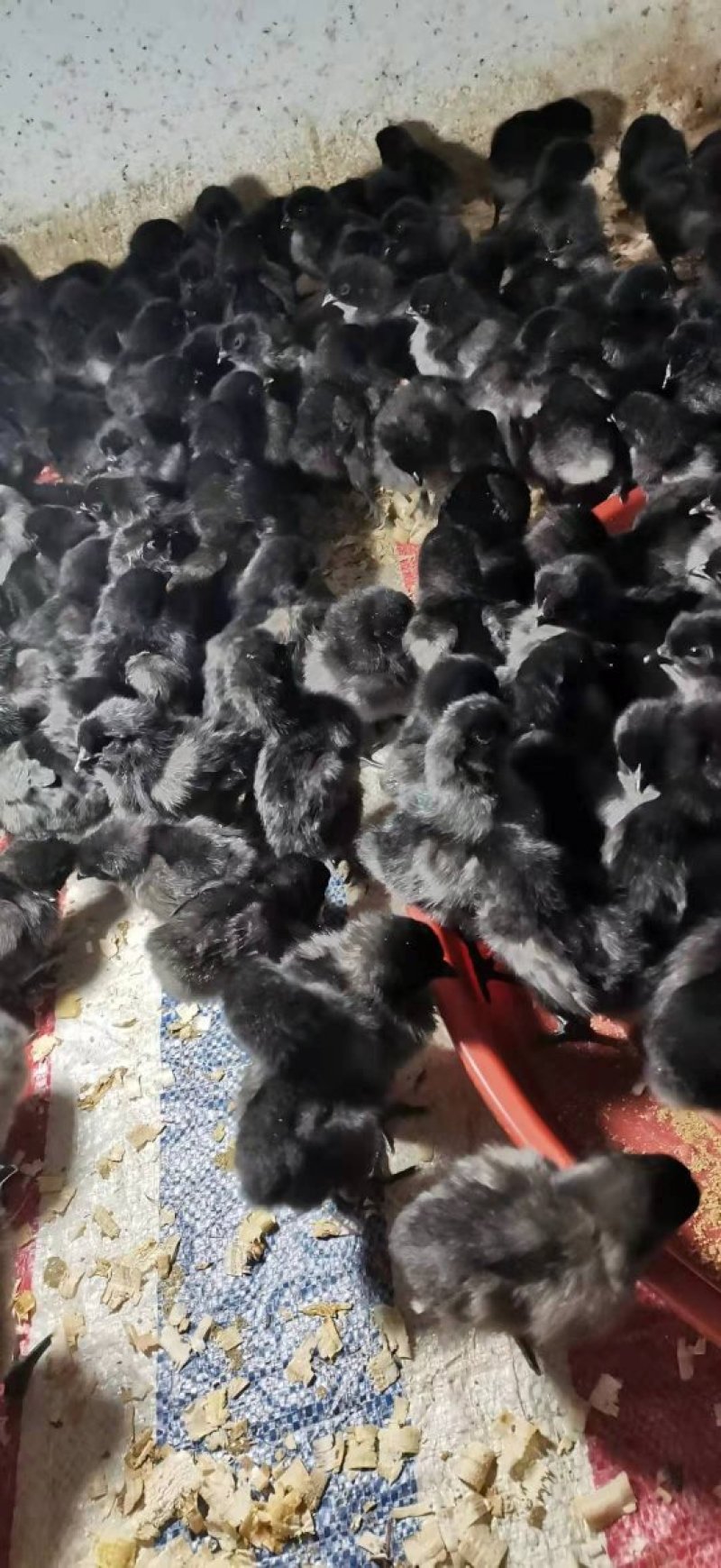 云南土鸡盐津乌骨鸡乌蒙珍禽鸡苗