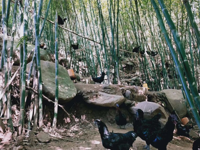 云南土鸡盐津乌骨鸡乌蒙珍禽鸡苗