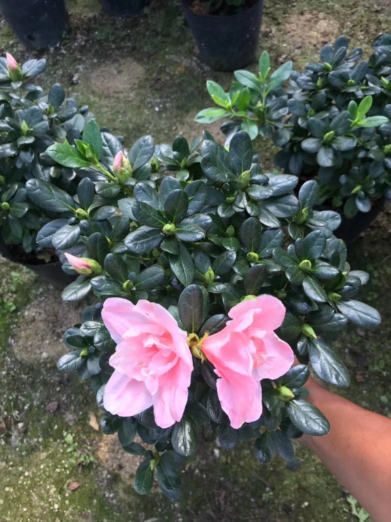 产地直销批发:精品小桃红杜鹃，花期100天左右