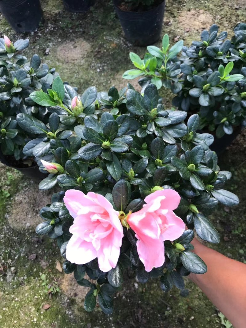 产地直销批发:精品小桃红杜鹃，花期100天左右