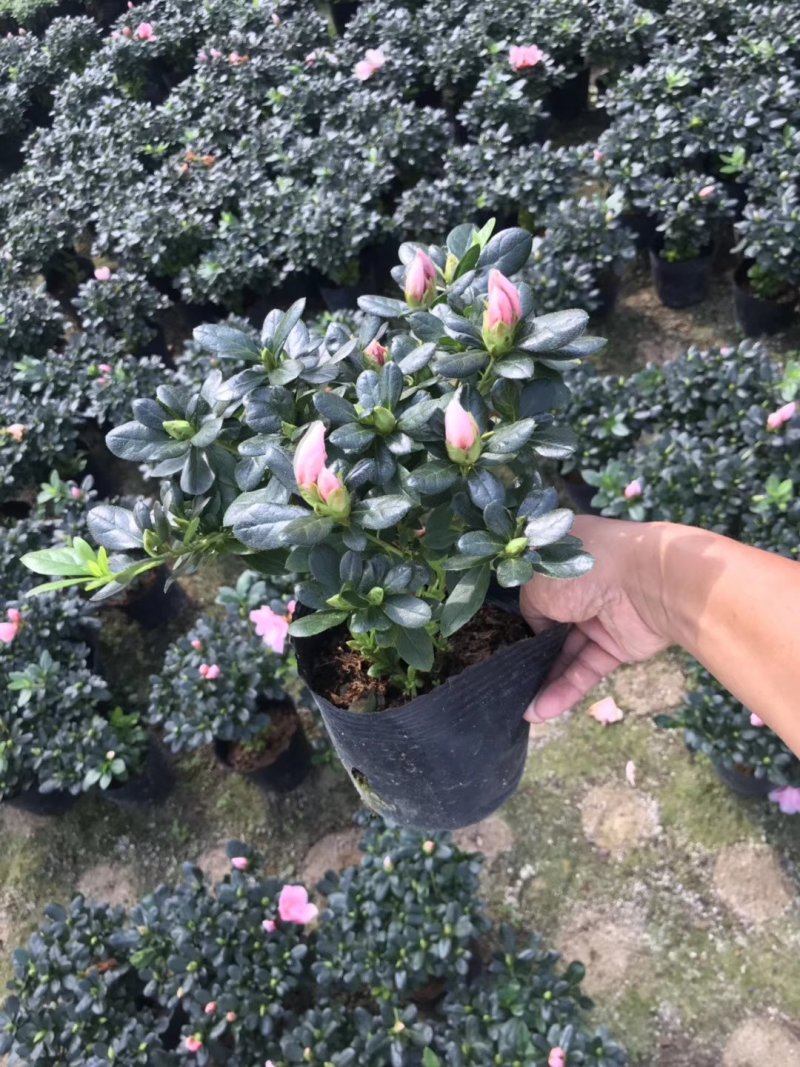 产地直销批发:精品小桃红杜鹃，花期100天左右