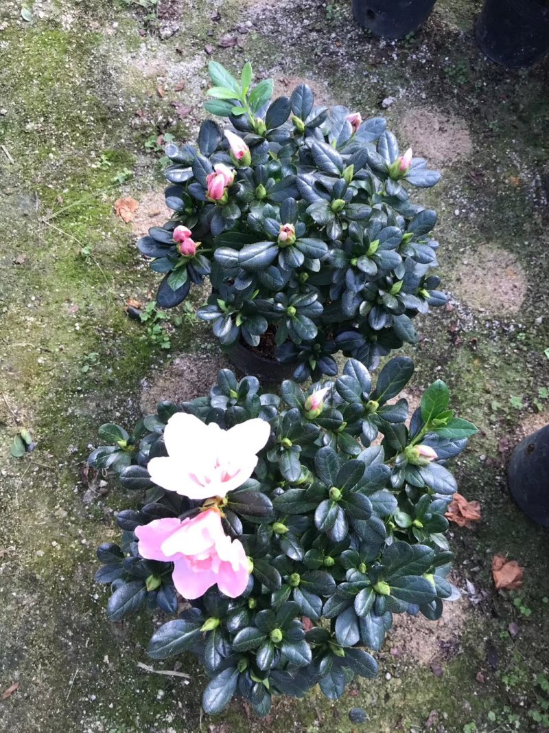 产地直销批发:精品小桃红杜鹃，花期100天左右