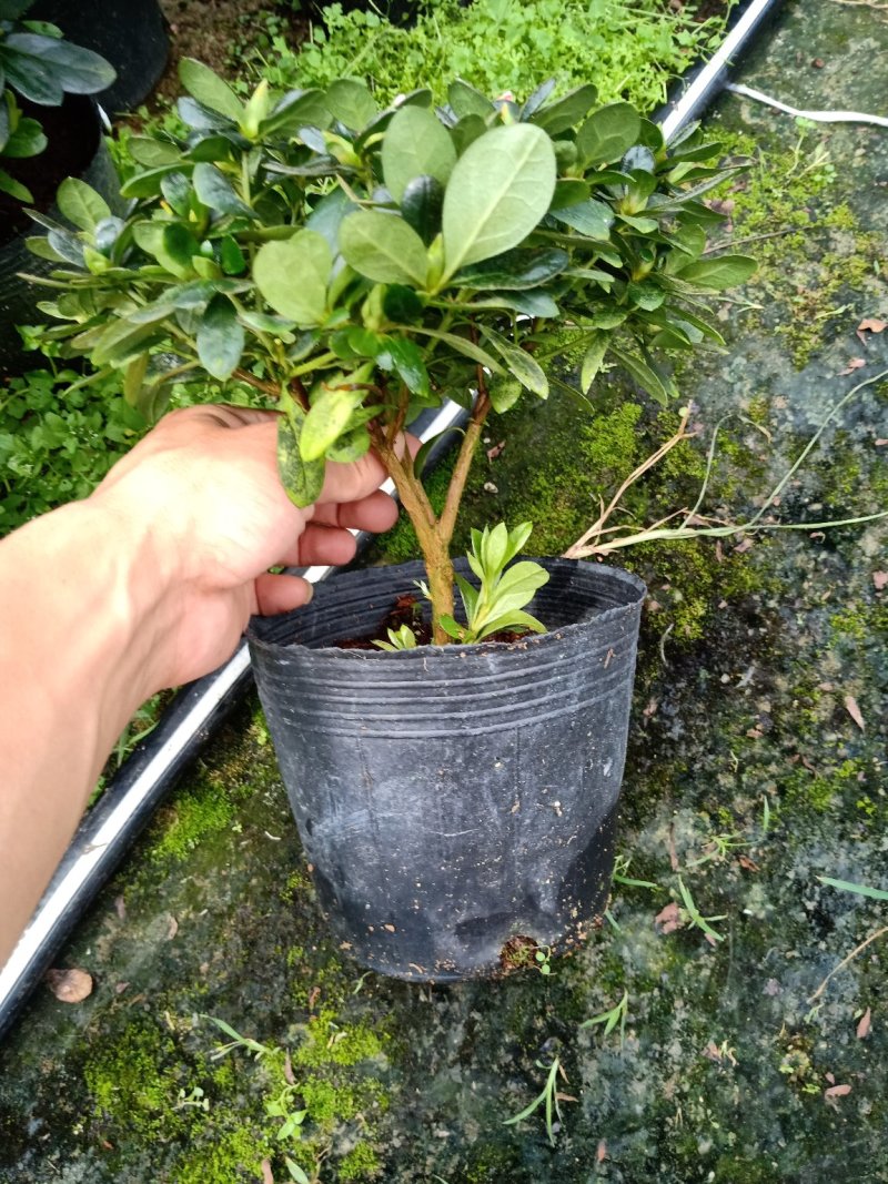 产地直销批发:精品小桃红杜鹃，花期100天左右