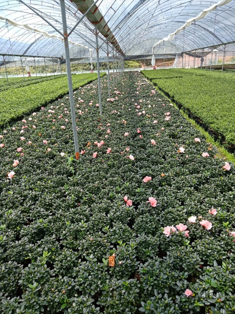 产地直销批发:精品小桃红杜鹃，花期100天左右