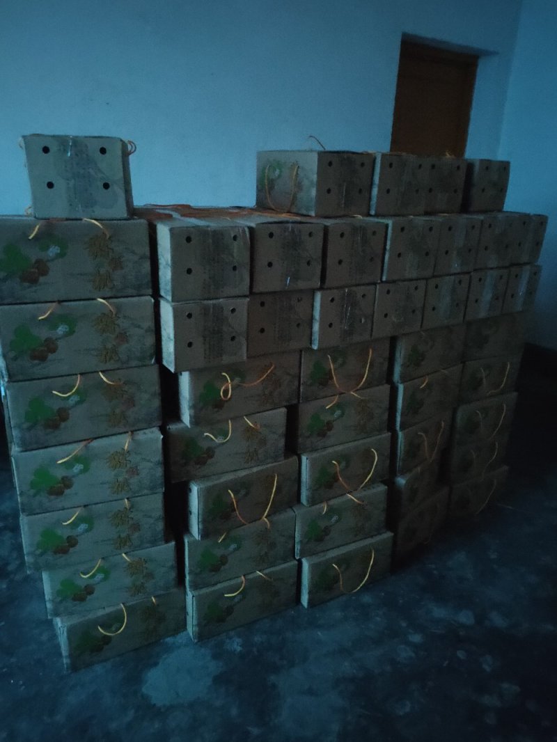 红心猕猴桃自然长大的
