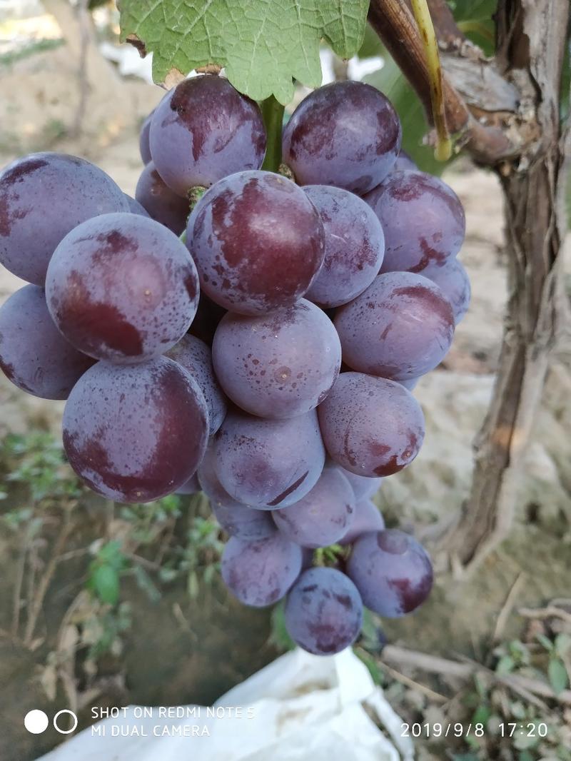 巨峰葡萄，藤念葡萄，大量供应馆陶县众康果品站