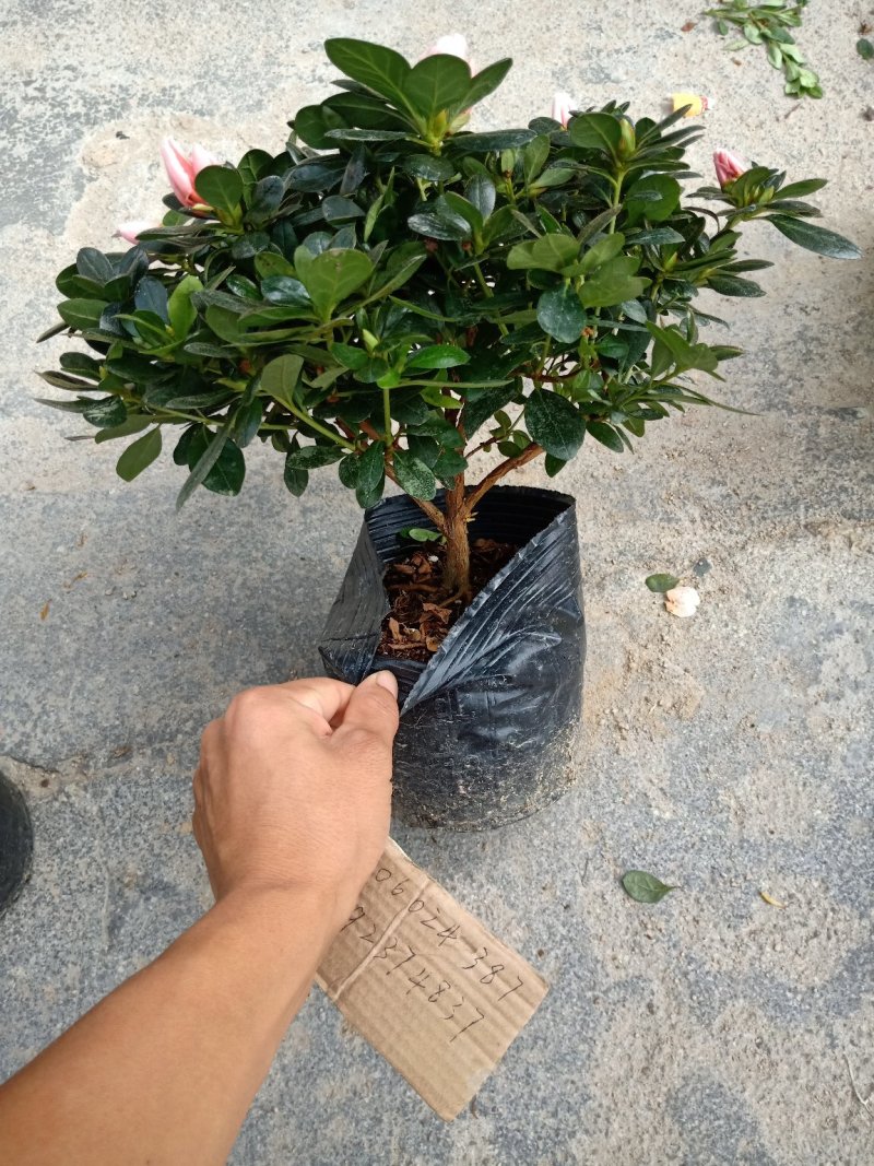 产地直销批发:精品小桃红杜鹃，花期100天左右
