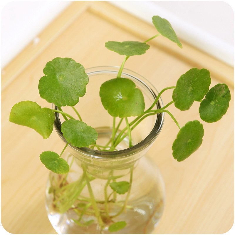 玻璃花盆批发风信子玻璃瓶植物水培花瓶玻璃瓶绿萝水仙玻璃瓶
