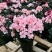 杜鹃花四季开花盆栽室内室外阳台庭院观赏花苗绿植花卉植物包