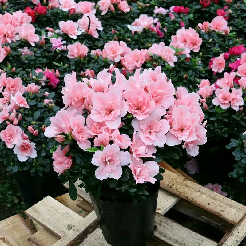 杜鹃花四季开花盆栽室内室外阳台庭院观赏花苗绿植花卉植物包