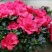 杜鹃花四季开花盆栽室内室外阳台庭院观赏花苗绿植花卉植物包