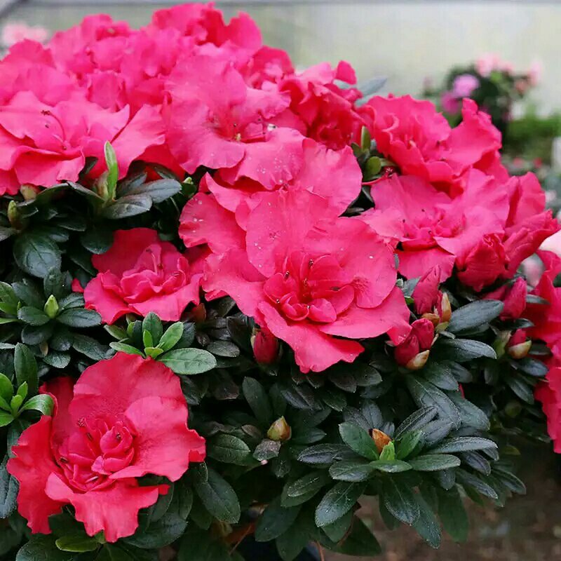 杜鹃花四季开花盆栽室内室外阳台庭院观赏花苗绿植花卉植物包