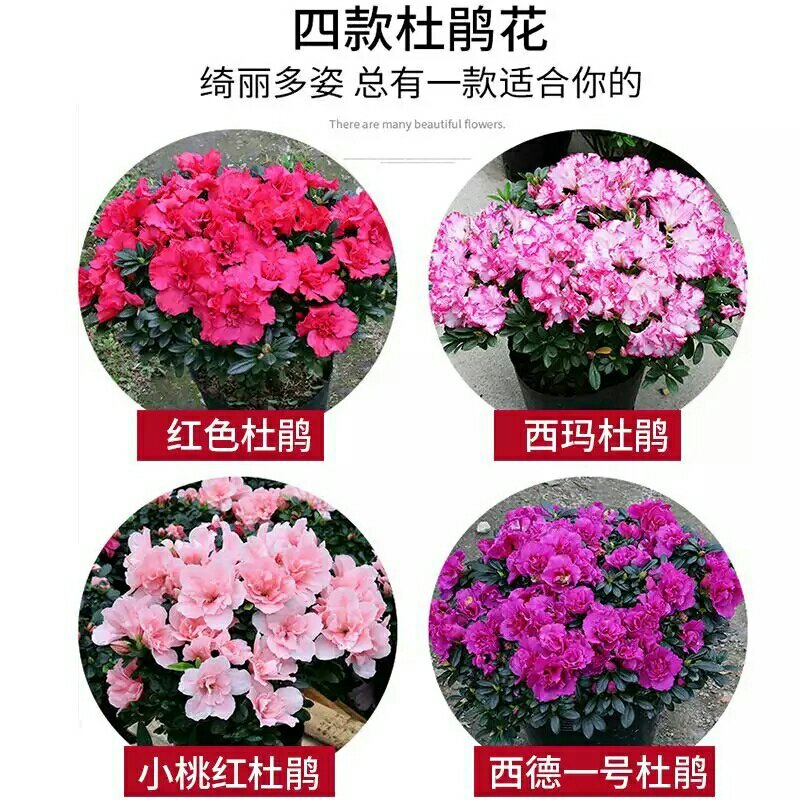 杜鹃花四季开花盆栽室内室外阳台庭院观赏花苗绿植花卉植物包