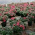 杜鹃花四季开花盆栽室内室外阳台庭院观赏花苗绿植花卉植物包