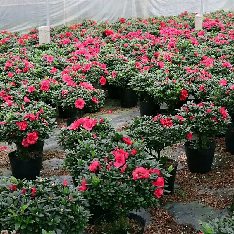 杜鹃花四季开花盆栽室内室外阳台庭院观赏花苗绿植花卉植物包