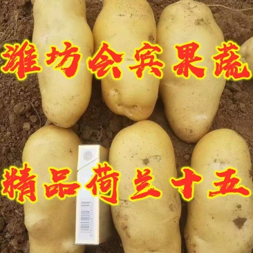 2020昌乐精品露天荷兰十五新土豆