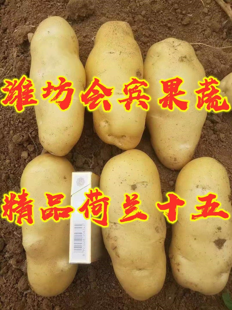 2020昌乐精品露天荷兰十五新土豆
