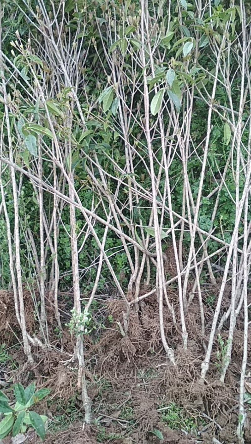 桂花苗嫁接丹桂（红桂）金桂